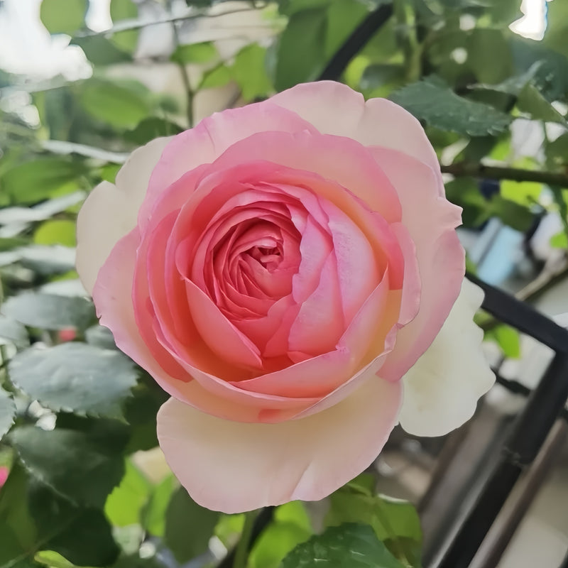 Eden Rose climbing rose with blush-pink petals and creamy centers blooming on garden trellis