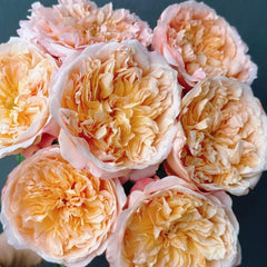 Edith's Darling Rose – Fragrant Austin Rose Elegance