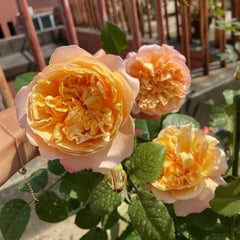 Edith's Darling Rose – Fragrant Austin Rose Elegance