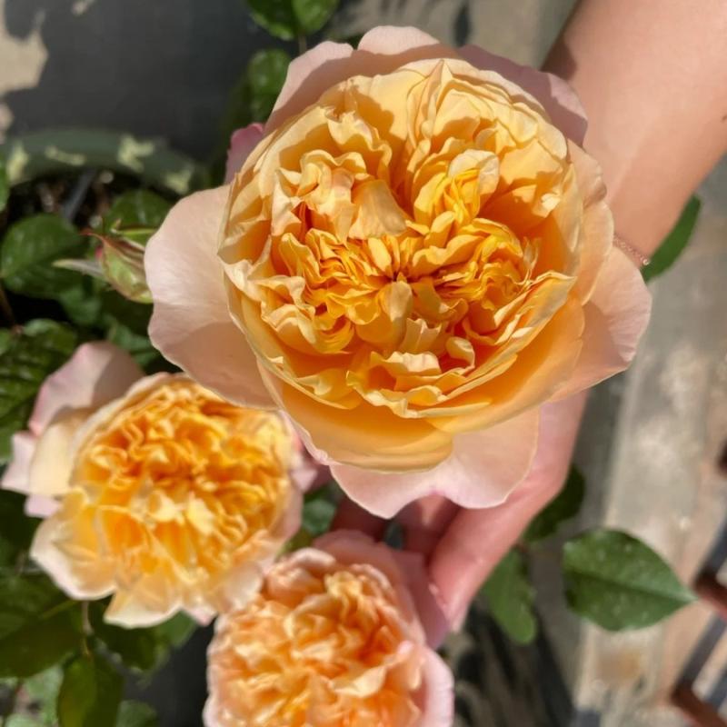 Austin Fragrant Roses Edith's Darling Rose – Fragrant Austin Rose Elegance – Rose_Explosion
