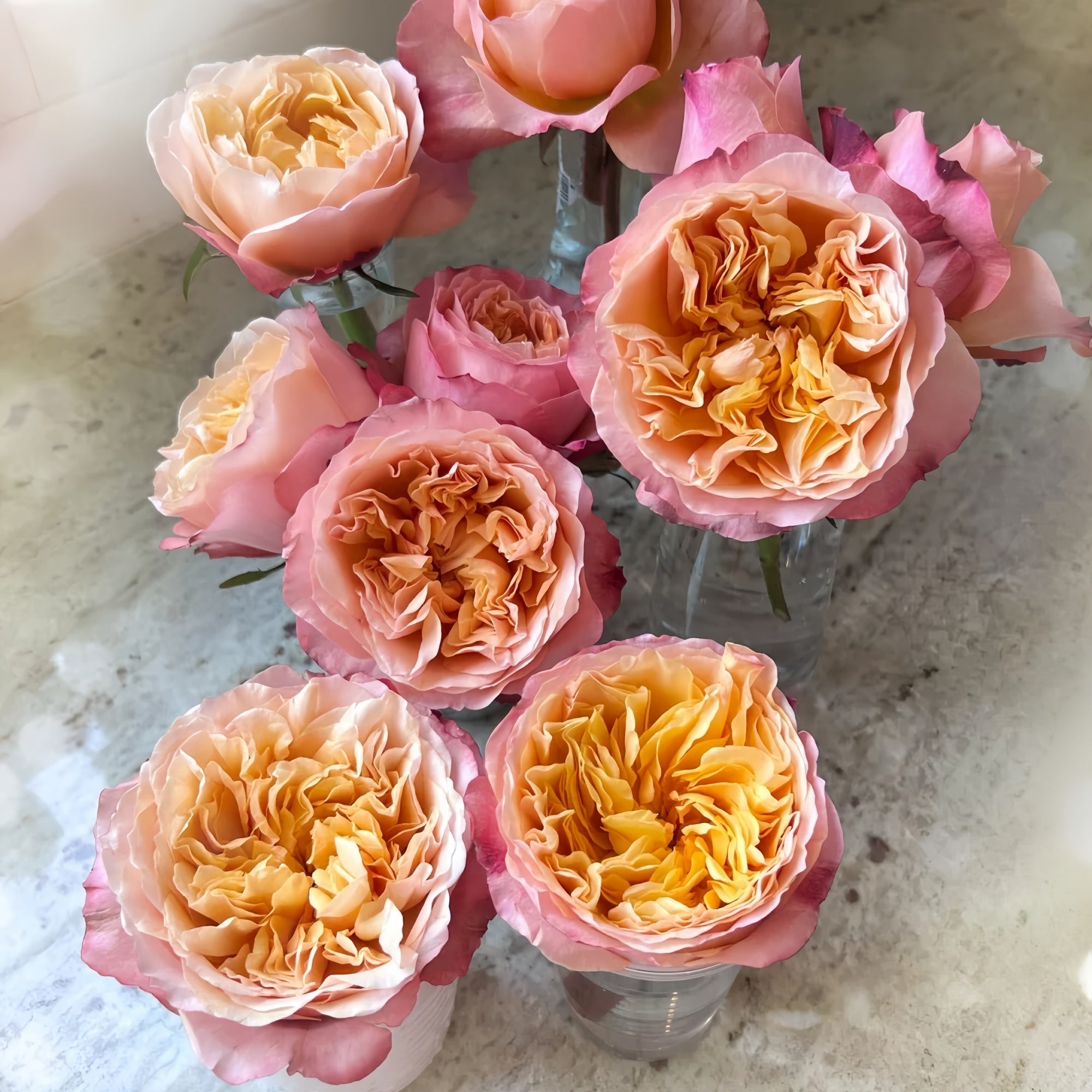 Edith Rosa Edith's Darling Rose – Fragrant Austin Rose Elegance – Rose_Explosion