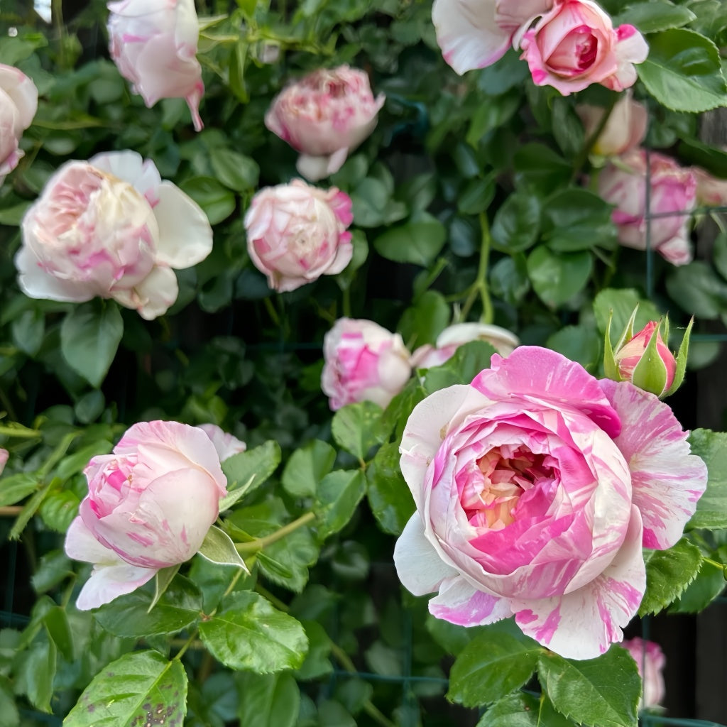Hanneman Roses Edouard Manet Rose Plant|马奈 – Rose_Explosion