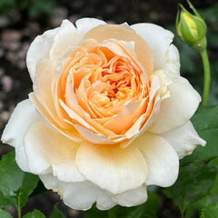 Effie Rose: Elegance and Grace in Bloom