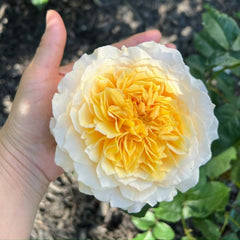 Effie Rose: Elegance and Grace in Bloom