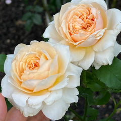 Effie Rose: Elegance and Grace in Bloom