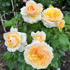 Effie Rose: Elegance and Grace in Bloom