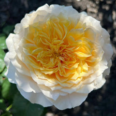 Effie Rose: Elegance and Grace in Bloom