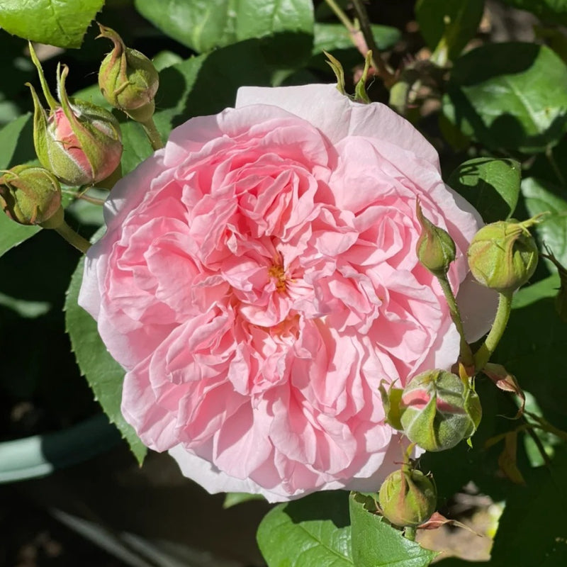Eglantyne Rose