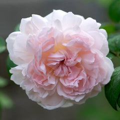 Eglantyne Rose