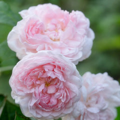 Eglantyne Rose