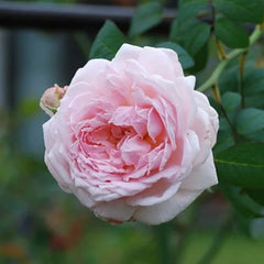 Eglantyne Rose