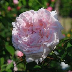 Eglantyne Rose