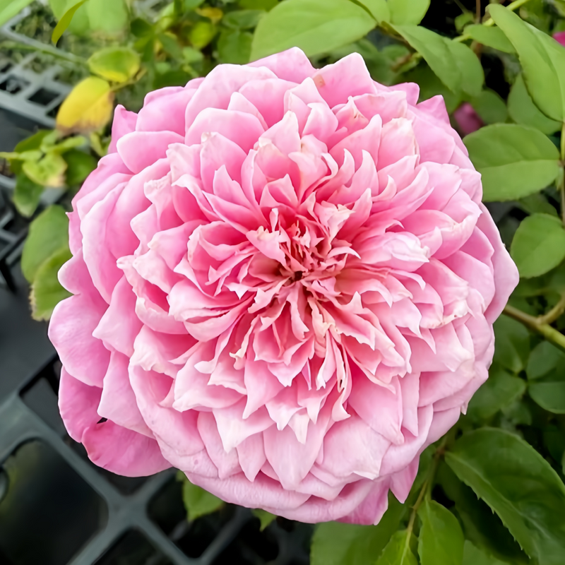 EhonnoBaraRose