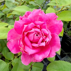 EhonnoBaraRose