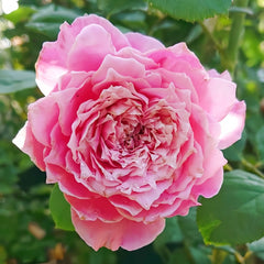 EhonnoBaraRose
