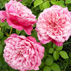 EhonnoBaraRose