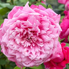 EhonnoBaraRose
