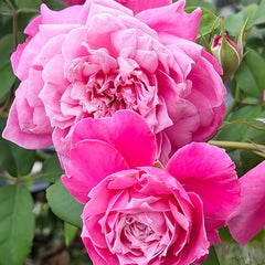 EhonnoBaraRose