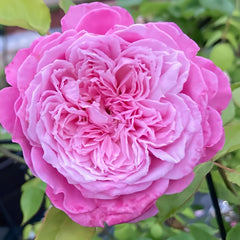 EhonnoBaraRose