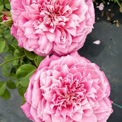 EhonnoBaraRose