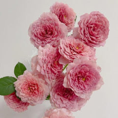 Eisvogel Rose Plant - Vibrant Blooms for a Beautiful Garden