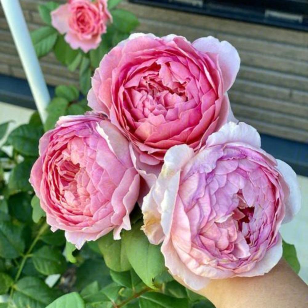 Eickel Roses Eisvogel Rose Plant - Vibrant Blooms for a Beautiful Garden – Rose ...