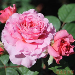 Eisvogel Rose Plant - Vibrant Blooms for a Beautiful Garden