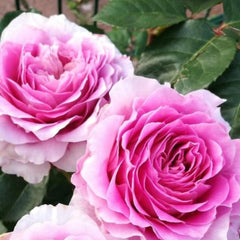 Eisvogel Rose Plant - Vibrant Blooms for a Beautiful Garden