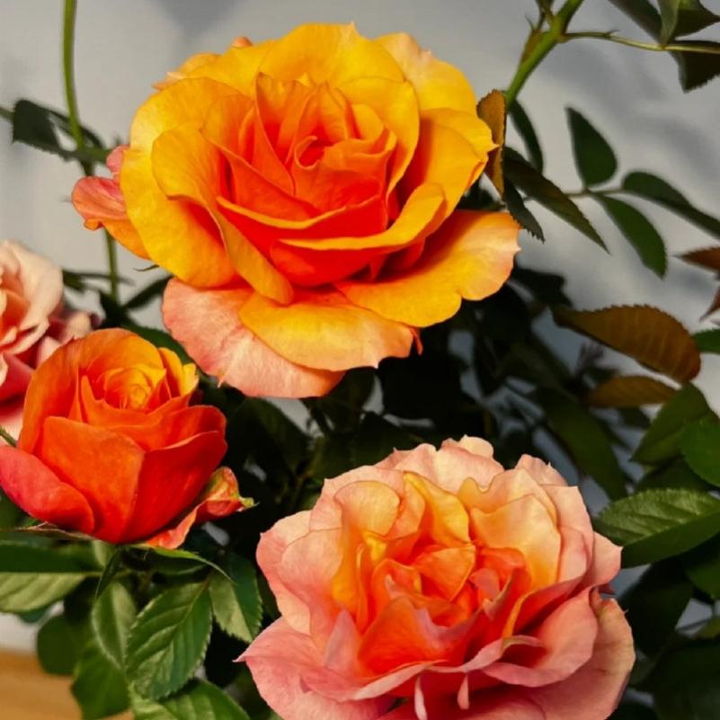 E P Roses El Paso Forever Rose - Timeless Elegance in Bloom – Rose_Explosion