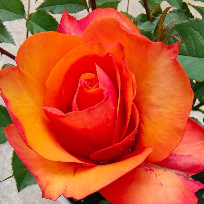 E P Roses El Paso Forever Rose - Timeless Elegance in Bloom – Rose_Explosion