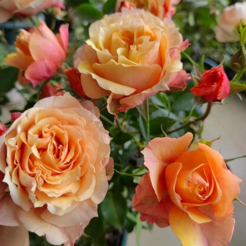 E P Roses El Paso Forever Rose - Timeless Elegance in Bloom – Rose_Explosion
