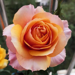 El Paso Forever Rose - Timeless Elegance in Bloom