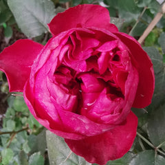 Elegant Raspberry Rose