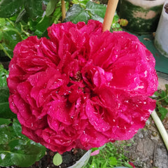 Elegant Raspberry Rose