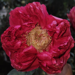 Elegant Raspberry Rose