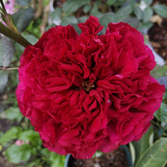 Elegant Raspberry Rose