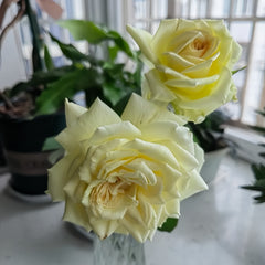 Elina Rose Plant