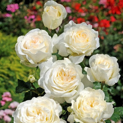 Elina Rose Plant|伊琳娜