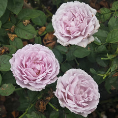 Elisabeth Rose