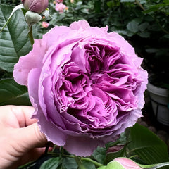 Elisabeth Rose