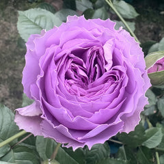 Elisabeth Rose