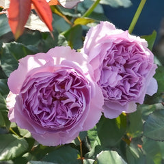 Elisabeth Rose