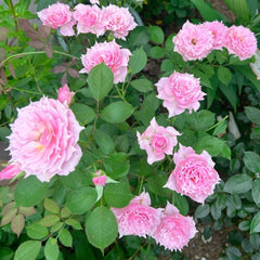 Elixir Rose Plant|秘药