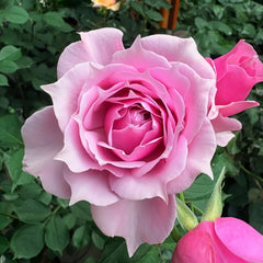 Elixir Rose Plant|秘药