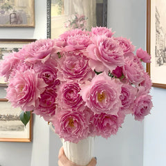 Elixir Rose Plant|秘药