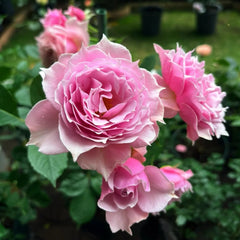 Elixir Rose Plant|秘药