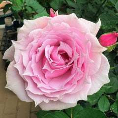 Elixir Rose Plant|秘药
