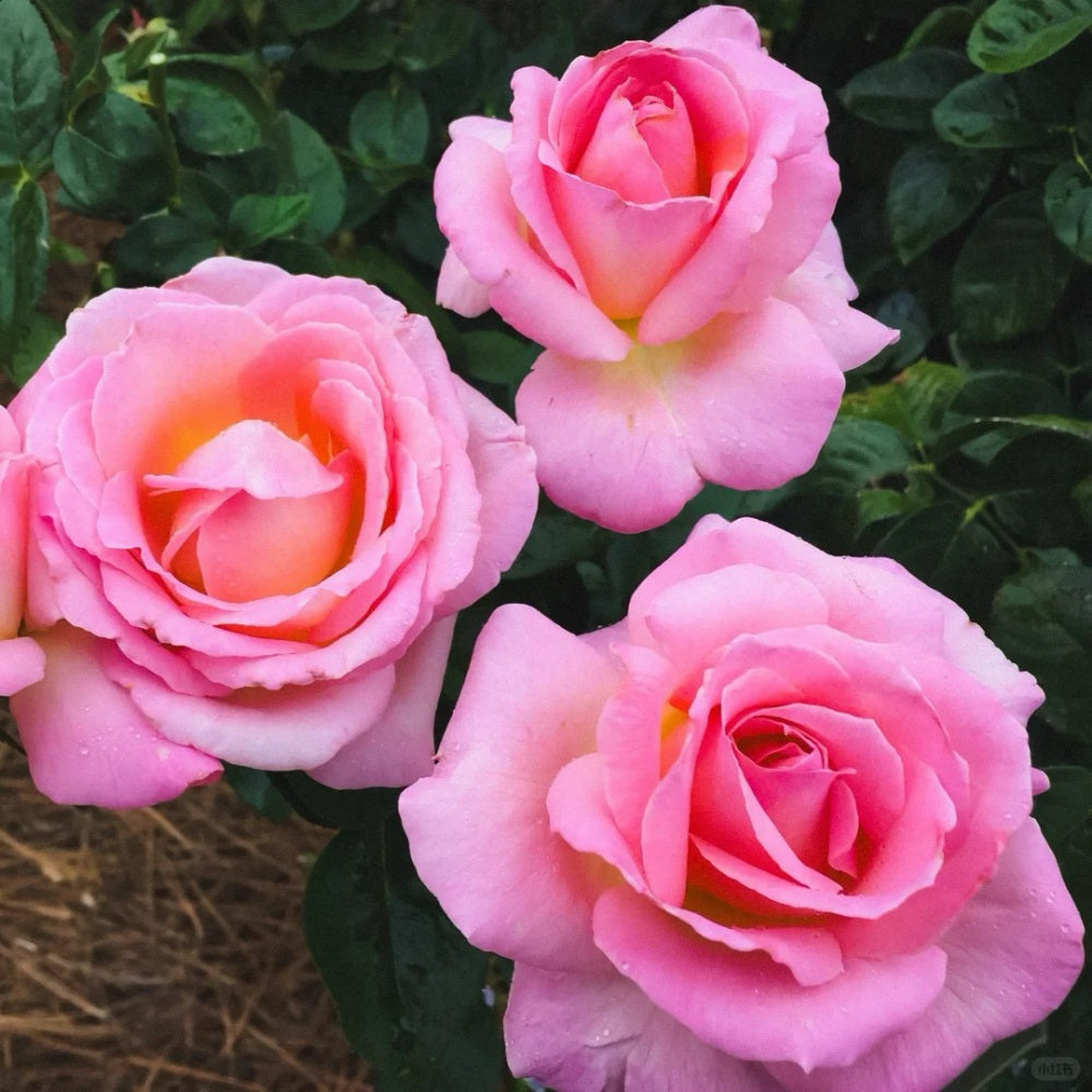 Ellen's Red Rocks Roses Elle Rose Plant|艾丽 – Rose_Explosion