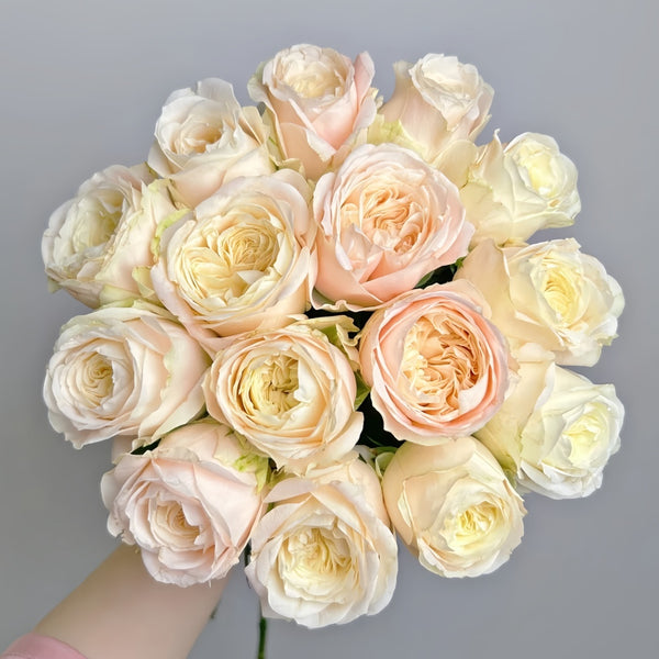 Elol Rose