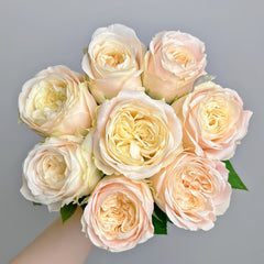 Elol Rose